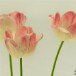 Tulips 290407